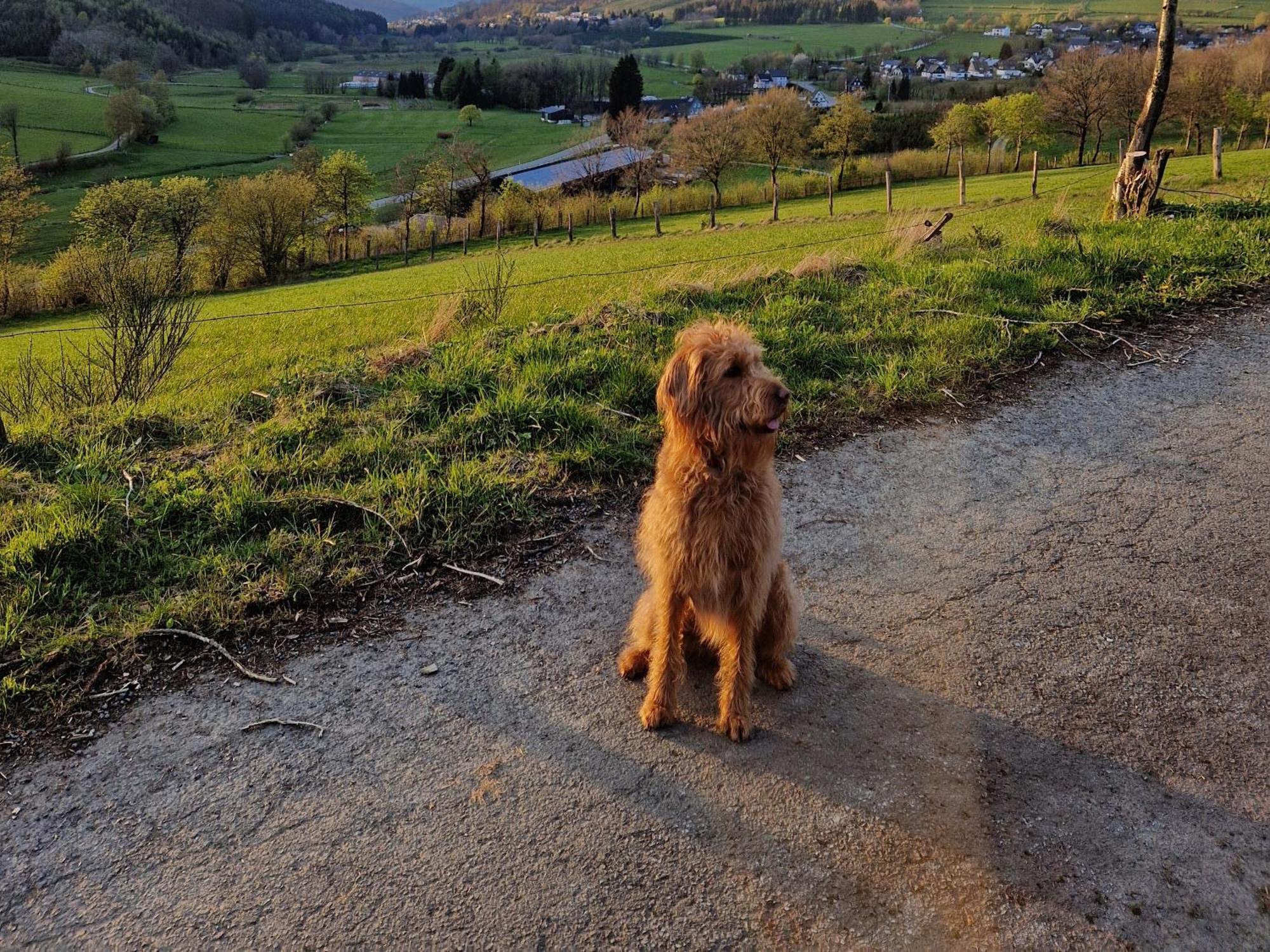 Ferienwohnung Fuchsbau Mit Kamin & Terrasse & Hunde Winterberg Zewnętrze zdjęcie